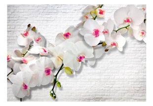 Fototapetes ar instrumentu un tapešu līmi - Orhideju pilna siena, 350x256 cm cena un informācija | Fototapetes | 220.lv