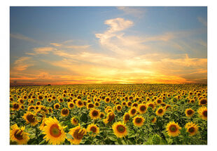 Fototapetes ar instrumentu un tapešu līmi - Rīta saulespuķes, 350x256 cm cena un informācija | Fototapetes | 220.lv
