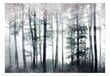 Fototapetes ar instrumentu un tapešu līmi - Mežs miglā, 350x256 cm cena un informācija | Fototapetes | 220.lv