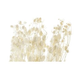 Ķekars DKD Home Decor Sauss Krēmkrāsa Kaltēts zieds (15 x 15 x 65 cm) cena un informācija | Mākslīgie ziedi | 220.lv