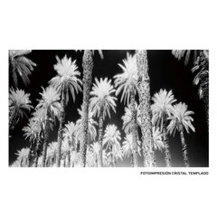 Полотно «пальмы» 120 x 4 x 70 cм цена и информация | Картины | 220.lv