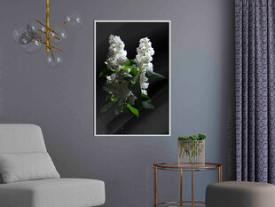 Плакат White Lilac, Белая рама, 30x45 цена и информация | Картины | 220.lv