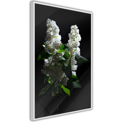 Плакат White Lilac, Белая рама, 30x45 цена и информация | Картины | 220.lv