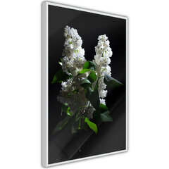 Плакат White Lilac, Белая рама, 20x30 цена и информация | Картины | 220.lv