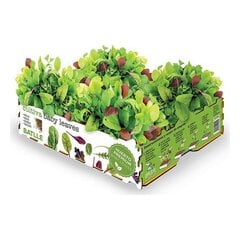 Audzēšanas komplekts Batlle Baby Leaves Salāti 40 x 29 x 10,5 cm 2,6 Kg cena un informācija | Materiāli floristikai | 220.lv