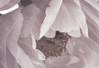 Fototapetes ar instrumentu un tapešu līmi - Ziedi visā savā krāšņumā, 400x280 cm cena un informācija | Fototapetes | 220.lv