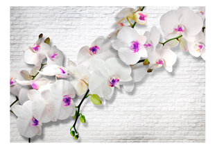 Фотообои с инструментом и клеем - Стена, полная орхидей V2, 400x280 см цена и информация | Фотообои | 220.lv