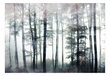 Fototapetes ar instrumentu un tapešu līmi - Mežs miglā, 400x280 cm цена и информация | Fototapetes | 220.lv