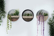 Sienu dekors Plants In Circles, 1 gab. cena un informācija | Interjera priekšmeti | 220.lv