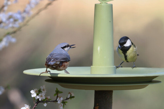 Dzirdītava putniem, kukaiņiem un tauriņiem Finch, diametrs 32 cm cena un informācija | Putnu būri un barotavas | 220.lv