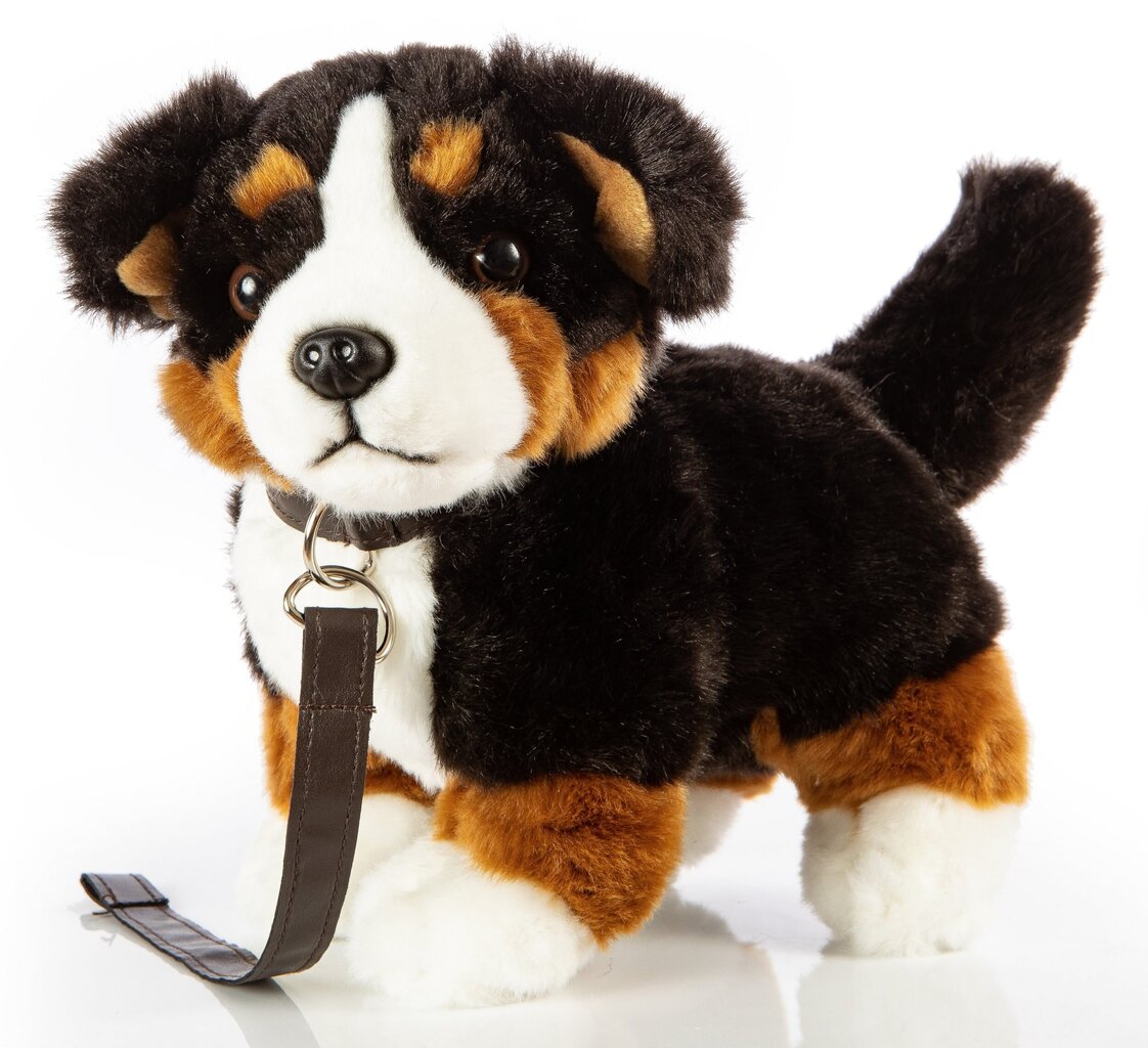 Plīša Bernes ganu suns ar pavadiņu, 23cm cena un informācija | Mīkstās (plīša) rotaļlietas | 220.lv