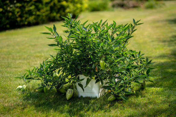 Balkona puķu kaste ar automātisko laistīšanu Berberis 11 l 80 cm cena un informācija | Balkona kastes | 220.lv