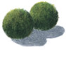 Cladophora - Aegagropila linnaei - x 3 (izmērs 2-3 cm diametrā) - Dzīvs akvārija augs cena un informācija | Akvārija augi, dekori | 220.lv