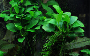Живое аквариумное растение Анубиас нана-петит -  Anubias barteri Petite цена и информация | Аквариумные растения и декорации | 220.lv