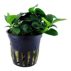 Dzīvs akvārija augs Anubias nana-petite — Anubias barteri 'Petite' цена и информация | Аквариумные растения и декорации | 220.lv