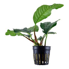 Dzīvs akvārija augs Anubias kafijas lapas - Anubias barteri var. 'Coffeifolia' cena un informācija | Akvārija augi, dekori | 220.lv