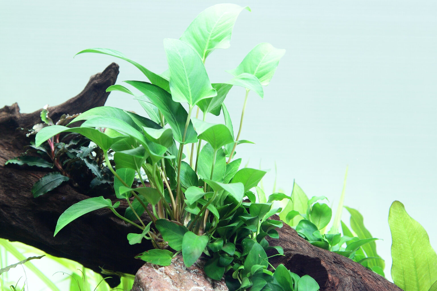 Dzīvs akvārija augs Anubias gracilis cena un informācija | Akvārija augi, dekori | 220.lv