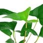 Dzīvs akvārija augs Anubias gracilis cena un informācija | Akvārija augi, dekori | 220.lv