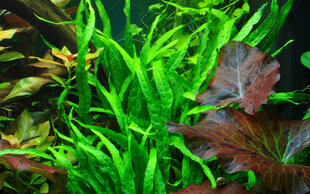 Taizemes šaurlapu paparde (Microsorum Pteropus "Narrow") - dzīvs akvārija augs cena un informācija | Akvārija augi, dekori | 220.lv