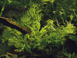 Paparde Thai Vindelova (Microsorum Pteropus "Windelov") - dzīvs akvārija augs cena un informācija | Akvārija augi, dekori | 220.lv