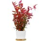 Rotala sarkana - Rotala sp. 'Colorata' - dzīvs akvārija augs cena un informācija | Akvārija augi, dekori | 220.lv