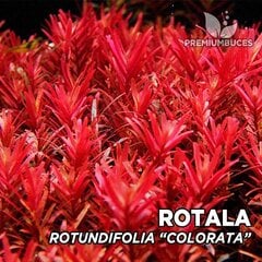 Rotala sarkana - Rotala sp. 'Colorata' - dzīvs akvārija augs cena un informācija | Akvārija augi, dekori | 220.lv