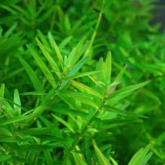 Ротала Цейлон - Rotala sp. 'Ceylon' - Живое аквариумное растение цена и информация | Аквариумные растения и декорации | 220.lv