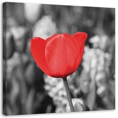 Glezna Sarkana tulpe pļavā цена и информация | Картины | 220.lv