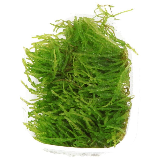 Akvārija sūnu augs Vesicularia ferriei 'Weeping Moss' цена и информация | Akvārija augi, dekori | 220.lv