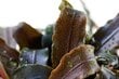 Akvārija augs Bucephalandra 'Kedagang' cena un informācija | Akvārija augi, dekori | 220.lv