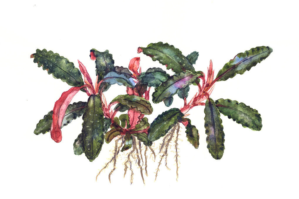 Akvārija augs Bucephalandra 'Kedagang' cena un informācija | Akvārija augi, dekori | 220.lv
