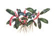 Akvārija augs Bucephalandra 'Kedagang' цена и информация | Akvārija augi, dekori | 220.lv