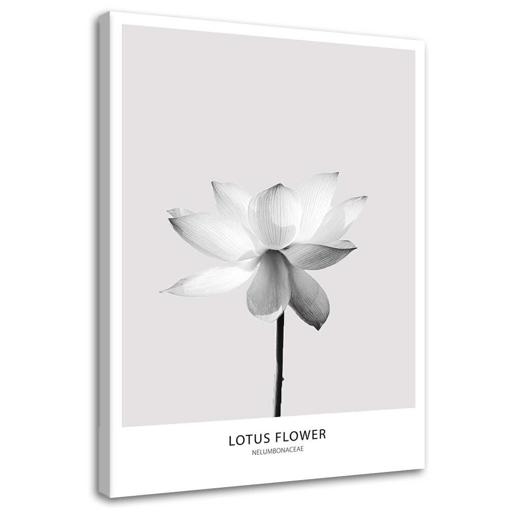 Glezna uz audekla, Balts lotosa zieds cena un informācija | Gleznas | 220.lv