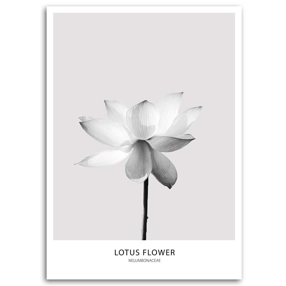 Glezna uz audekla, Balts lotosa zieds cena un informācija | Gleznas | 220.lv
