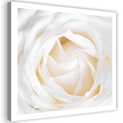 Репродукция деликатная роза  цена и информация | Картины | 220.lv