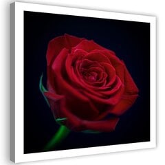 Glezna uz audekla, Sarkana roze tumsā цена и информация | Картины | 220.lv