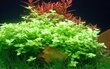 Akvārija augs Bacopa australis цена и информация | Akvārija augi, dekori | 220.lv