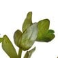 Akvārija augs Bacopa caroliniana cena un informācija | Akvārija augi, dekori | 220.lv