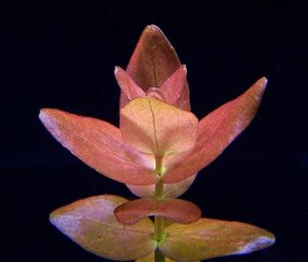 Akvārija augs Bacopa caroliniana "Colorata" / Bacopa sp. "Colorata" cena un informācija | Akvārija augi, dekori | 220.lv