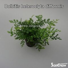 Живое аквариумное растение Мини-болбитис - Болбитис карликовый - Bolbitis heteroclita difformis цена и информация | Аквариумные растения и декорации | 220.lv