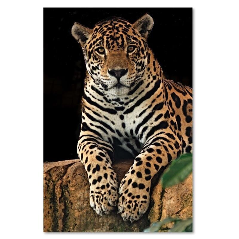 Reprodukcija Leopards цена и информация | Gleznas | 220.lv