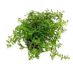 Живое аквариумное растение Ротала зелёная - Rotala rotundifolia Green цена и информация | Аквариумные растения и декорации | 220.lv