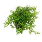 Akvārija augs Rotala rotundifolia 'Green' cena un informācija | Akvārija augi, dekori | 220.lv