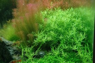 Akvārija augs Rotala rotundifolia 'Green' цена и информация | Аквариумные растения и декорации | 220.lv