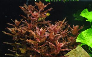 Живое аквариумное растение Ротала макрандра - Rotala macrandra цена и информация | Аквариумные растения и декорации | 220.lv