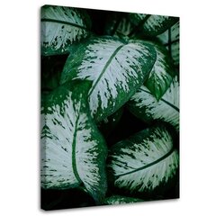 Принт холста, тропические листья белые и зеленые 79,99 цена и информация | Картины | 220.lv