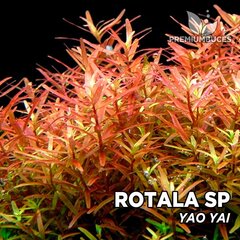 Akvārija augs dzīvs Rotala sp. Yao Yai cena un informācija | Akvārija augi, dekori | 220.lv