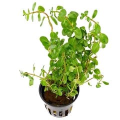 Живое аквариумное растение Ротала узколистная зелёная - Rotala macrandra Green Narrow Leaf цена и информация | Аквариумные растения и декорации | 220.lv