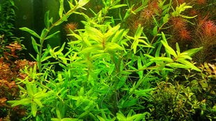 Живое аквариумное растение Ротала узколистная зелёная - Rotala macrandra Green Narrow Leaf цена и информация | Аквариумные растения и декорации | 220.lv