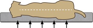 Spilvens suņiem Beeztees Orthopedic Zira, dažādi izmēri, pelēks cena un informācija | Suņu gultas, spilveni, būdas | 220.lv
